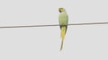 A rose ringed parakeet perched on a wire Royalty Free Stock Photo