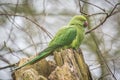 Rose-ringed Parakeet Royalty Free Stock Photo