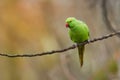 The rose-ringed parakeet Psittacula krameri, also known as the ring-necked parakeet, is a medium-sized parrot. Beautiful