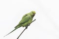 Rose-ringed parakeet Psittacula krameri Royalty Free Stock Photo