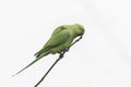 Rose-ringed parakeet Psittacula krameri Royalty Free Stock Photo