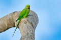 Rose-ringed Parakeet, Psittacula krameri, in nature green forest habitat, Sri Lanka. Green parrot on the tree Royalty Free Stock Photo