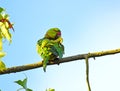 Rose-ringed Parakeet, Psittacula krameri Royalty Free Stock Photo