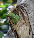 Rose-ringed parakeet (Psittacula krameri) on a tree hole : (pix Sanjiv Shukla) Royalty Free Stock Photo