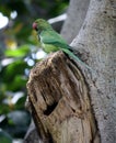 Rose-ringed parakeet (Psittacula krameri) on a tree hole : (pix Sanjiv Shukla) Royalty Free Stock Photo