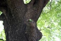 Rose-ringed parakeet (Psittacula krameri) on a tree hole : (pix Sanjiv Shukla) Royalty Free Stock Photo