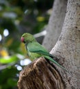 Rose-ringed parakeet (Psittacula krameri) on a tree hole : (pix Sanjiv Shukla) Royalty Free Stock Photo