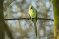 Rose-ringed parakeet, Psittacula krameri Royalty Free Stock Photo