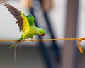 A Rose ringed parakeet Royalty Free Stock Photo