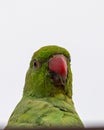 Rose ringed parakeet a Royalty Free Stock Photo