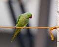 A Rose ringed parakeet Royalty Free Stock Photo