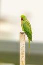 A Rose ringed parakeet Royalty Free Stock Photo