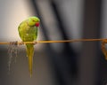 A Rose ringed parakeet Royalty Free Stock Photo