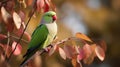 Rose-ringed parakeet sitting on a branch in autumn