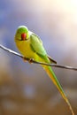 A rose ringed parakeet sitting on a wire cable Royalty Free Stock Photo