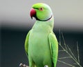 Rose-ringed parakeet Royalty Free Stock Photo