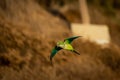 Rose-ringed parakeet in the wilderness