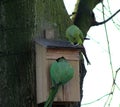 Rose ringed parakeets Royalty Free Stock Photo