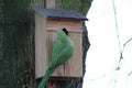 Rose ringed parakeets Royalty Free Stock Photo