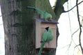 Rose ringed parakeets Royalty Free Stock Photo