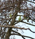 Rose ringed parakeets in a tree Royalty Free Stock Photo