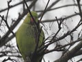 Rose ringed parkeet in a tree Royalty Free Stock Photo