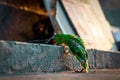 Rose ringed parrot climbs wall