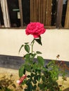A Rose Risen at Khagrachhari