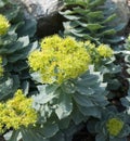 Rose root Rhodiola rosea