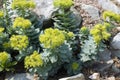 Rose root Rhodiola rosea