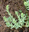 Rose root, Rhodiola rosea