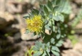 Rose root, Rhodiola rosea