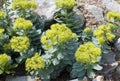 Rose root, Rhodiola rosea