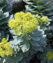 Rose root, Rhodiola rosea