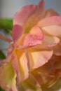 Rose (Rosa) - detail Royalty Free Stock Photo