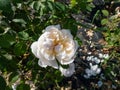 Rose (rosa) \'Glamis Castle\' flowering with very globular, old-fashioned white and cream flowers in small