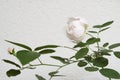 Rose and rose bud against a white concrete wall.