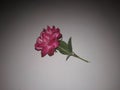 A rose