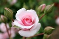 Rose with rosebud