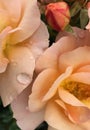 rose & rosebud peach Royalty Free Stock Photo
