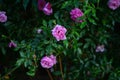 Rose and rosebush Garden