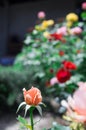 A rose with a rosegarden in the background Royalty Free Stock Photo