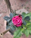 Rose, it's name came from the Latin world Rosa Royalty Free Stock Photo