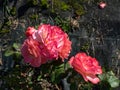 Rose \'Salzburg\' flowering with beautiful, orange and pink with yellow center blooms in bright sunlight in a park Royalty Free Stock Photo