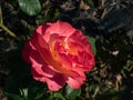 Rose \'Salzburg\' flowering with orange and pink, salmon with yellow center blooms in bright sunlight in a park Royalty Free Stock Photo