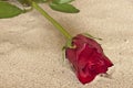 Rose in sand Royalty Free Stock Photo