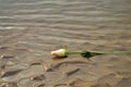 Rose on the sand, symbol of immensity Royalty Free Stock Photo