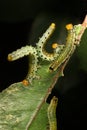 Rose Sawfly larvae Royalty Free Stock Photo