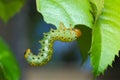 Rose sawfly larvae Arge ochropus Royalty Free Stock Photo