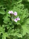 Rose-scented Pelargonium